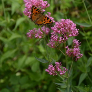 Papillon dans la nature