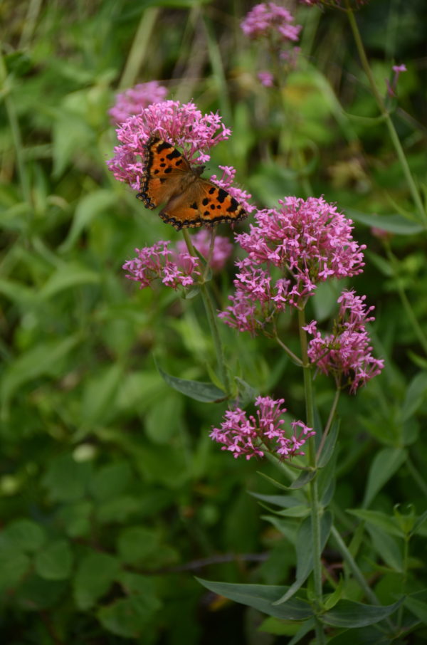 Papillon dans la nature